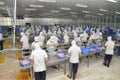 Vietnamese workers are filleting pangasius fish in a seafood processing plant in the mekong delta