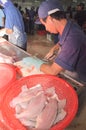 Vietnamese workers are filleting pangasius fish in a seafood processing plant in the mekong delta Royalty Free Stock Photo