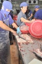 Vietnamese workers are filleting pangasius fish in a seafood processing plant in the mekong delta Royalty Free Stock Photo