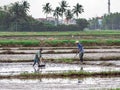 Vietnamese workers plant rice in the flooded field, hard work in central Vietnam