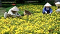 Vietnamese workers pruning a bed of flowers in Hanoi, Vietnam.