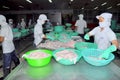 Vietnamese workers are sorting pangasius fish after cutting in a seafood processing plant in the mekong delta Royalty Free Stock Photo