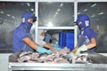 Vietnamese workers are sorting pangasius fish after cutting in a seafood processing plant in the mekong delta Royalty Free Stock Photo