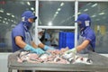 Vietnamese workers are sorting pangasius fish after filleting in a seafood processing plant in the mekong delta Royalty Free Stock Photo