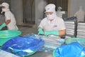 Vietnamese workers are sorting pangasius fish after filleting in a seafood processing plant in the mekong delta Royalty Free Stock Photo