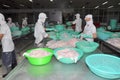 Vietnamese workers are sorting pangasius fish after filleting in a seafood processing plant in the mekong delta Royalty Free Stock Photo