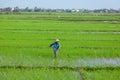 Vietnan, Hoi An, February 2015 The Farmer planting on the organic paddy rice farmland