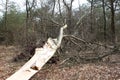 Fallen Tree Royalty Free Stock Photo