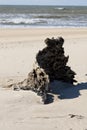 stump on the beach Royalty Free Stock Photo