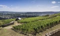 View from the Abbey of St. Hildegard over the vineyards to RÃÂ¼desheim, founded by Hildegard von Bingen, Benedictine Abbey,