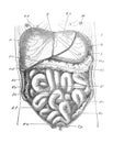 The view of abdominal entrails in the old book the Human Anatomy Basics, by A. Pansha, 1887, St. Petersburg Royalty Free Stock Photo