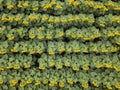 View from above of agricultured field of blooming sunflowers at summer sunset. Panoramic view from drone.