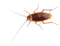 View from above of American cockroach. Royalty Free Stock Photo