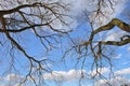 View from above on bare tree branches against the blue sky and clouds. Abstract natural winter season background. Royalty Free Stock Photo