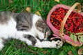 View from above. beautiful black-white cat lies on the grass near a wicker basket with rowan berries Royalty Free Stock Photo