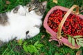 View from above. beautiful black-white cat lies on the grass near a wicker basket with rowan berries Royalty Free Stock Photo