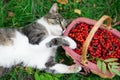 View from above. beautiful black-white cat lies on the grass near a wicker basket with rowan berries Royalty Free Stock Photo