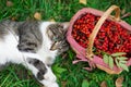 View from above. beautiful black-white cat lies on the grass near a wicker basket with rowan berries Royalty Free Stock Photo