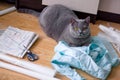 View from above. beautiful thick gray british cat lies on mint cloth, beside tailor`s tools