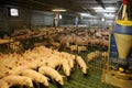 View from above of a breeding pig farm inside Royalty Free Stock Photo