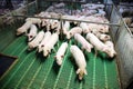 View from above of a breeding pig farm inside Royalty Free Stock Photo