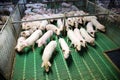View from above of a breeding pig farm inside Royalty Free Stock Photo