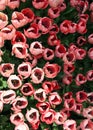 View from above on bright light pink tulips close-up in Goztepe Park during the annual Tulip Festival in Istanbul Royalty Free Stock Photo