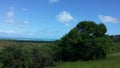 View from above of coconut trees, green vegetation and the sea Royalty Free Stock Photo