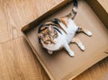 View from above of curious beautiful cat with green eyes resting playing in a Royalty Free Stock Photo
