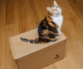 View from above at the curious feline cat sitting on the cardboard parcel Royalty Free Stock Photo