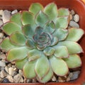 View from above. echeveria pulidonis with a dense rosette. Indoor succulents.