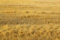 View from above field after harvest. Incredible landscapes and textures. The dug-up strips left by the combines form Royalty Free Stock Photo