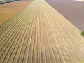 View from above field after harvest. Incredible landscapes and textures. The dug-up strips left by combines form geometric lines Royalty Free Stock Photo