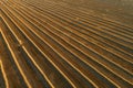 View  from above of a field with straw rows after harvest in golden light. Agriculture in sunset. Harvesting grain field, finish Royalty Free Stock Photo