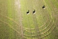 View from above of a flock of roe deer with shadows Royalty Free Stock Photo