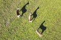 View from above of a flock of roe deer with shadows Royalty Free Stock Photo