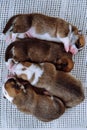 View from above. Four newly born Welsh Corgi puppies are sleeping cuddled up to each other on white couch at home. Royalty Free Stock Photo