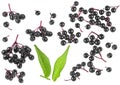 View from above of fresh black Sambucus berries and green leaves isolated on white background Royalty Free Stock Photo