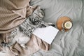 View from above of funny cat sleeping on the blanket on hygge background. Cozy Flatlay of female blogger