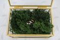 Glass box with golden brass edges filled with natural forest moss where two wedding bands are placed Royalty Free Stock Photo