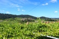 Above the Albarino Grapevines in MeaÃÂ±o Spain Royalty Free Stock Photo