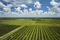 View from above of green farmlands with rows of orange grove trees growing on a sunny day in Florida Royalty Free Stock Photo