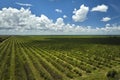 View from above of green farmlands with rows of orange grove trees growing on a sunny day in Florida Royalty Free Stock Photo