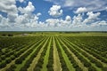 View from above of green farmlands with rows of orange grove trees growing on a sunny day in Florida Royalty Free Stock Photo