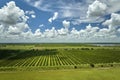 View from above of green farmlands with rows of orange grove trees growing on a sunny day in Florida Royalty Free Stock Photo