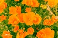 View from above of large California Poppies (Eschscholzia californica) during peak blooming time, Antelope Valley California Poppy