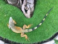 Birdseye View of Iguana in Seminario Park, Guayquil Ecuador Royalty Free Stock Photo