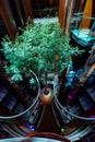 Floating Tree on Celebrity Cruise Ship Royalty Free Stock Photo