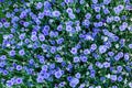 View from above on many blooming cornflower flowers in the garden