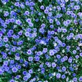 View from above on many blooming cornflower flowers in the garden